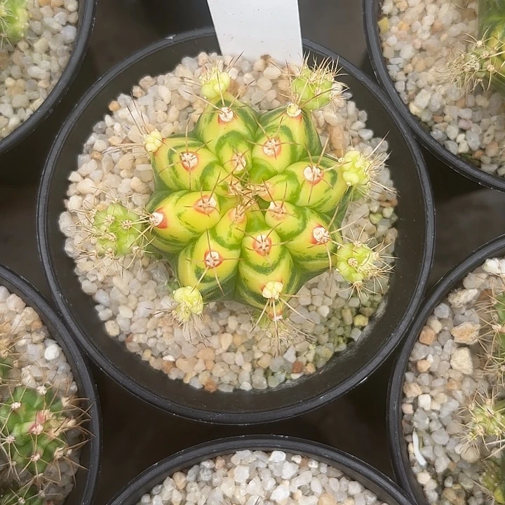 110-0528泰国发货多肉