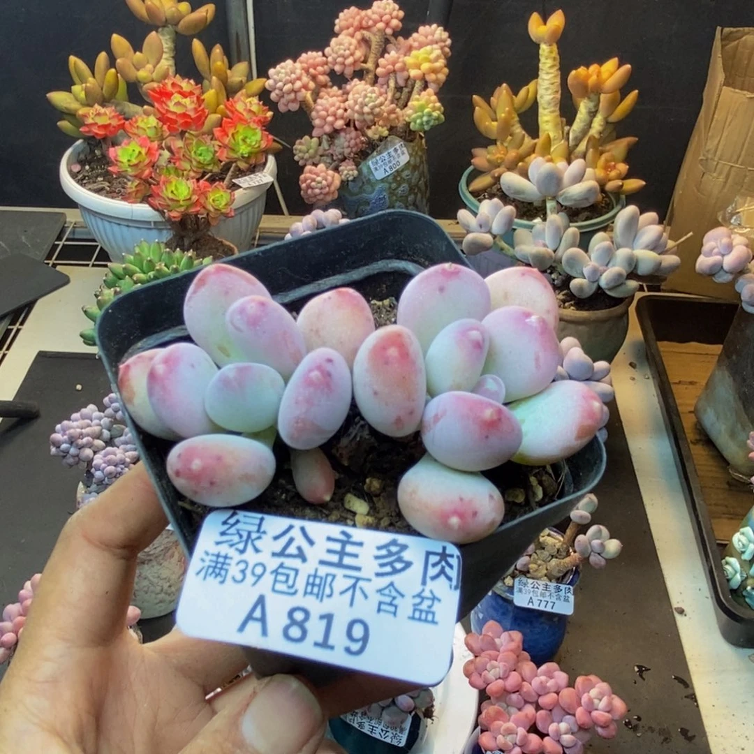 819稻田姬多肉6c m