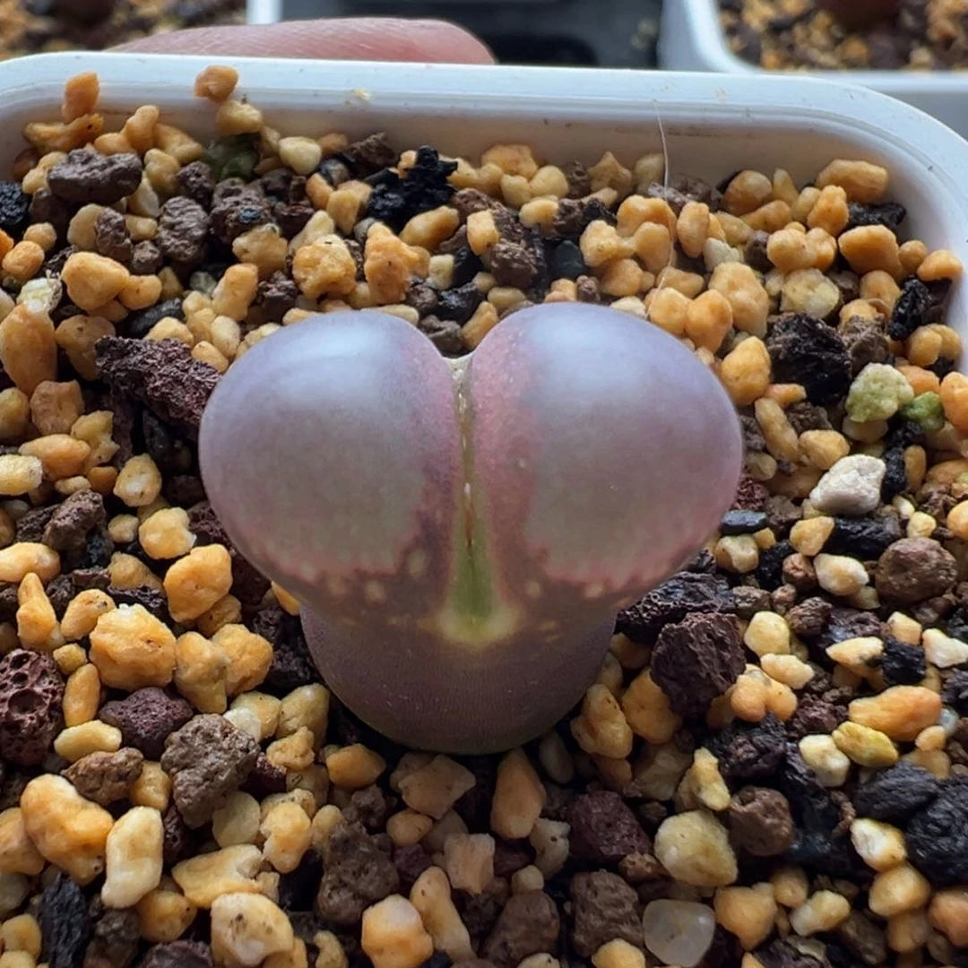 无花朵实生风铃玉8