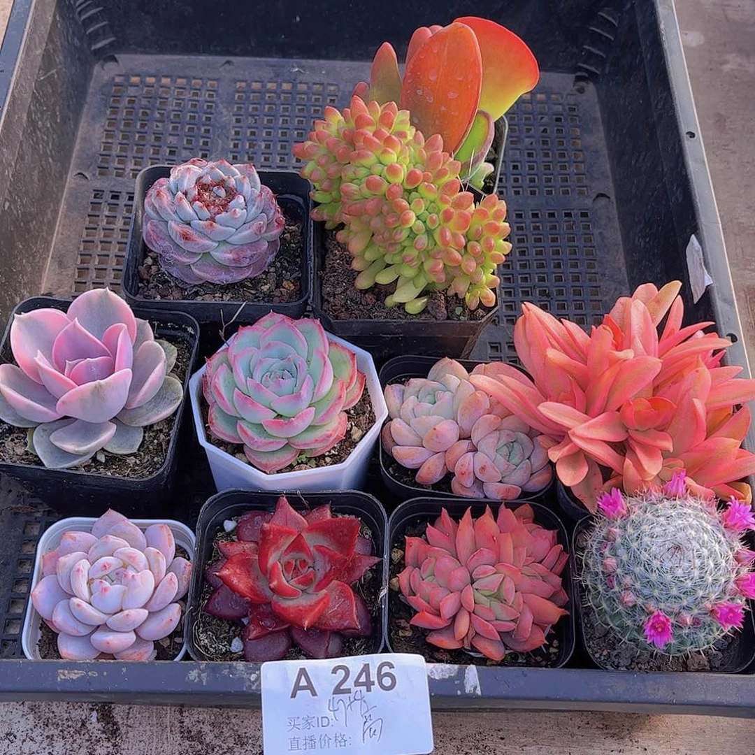 多肉246多肉植物