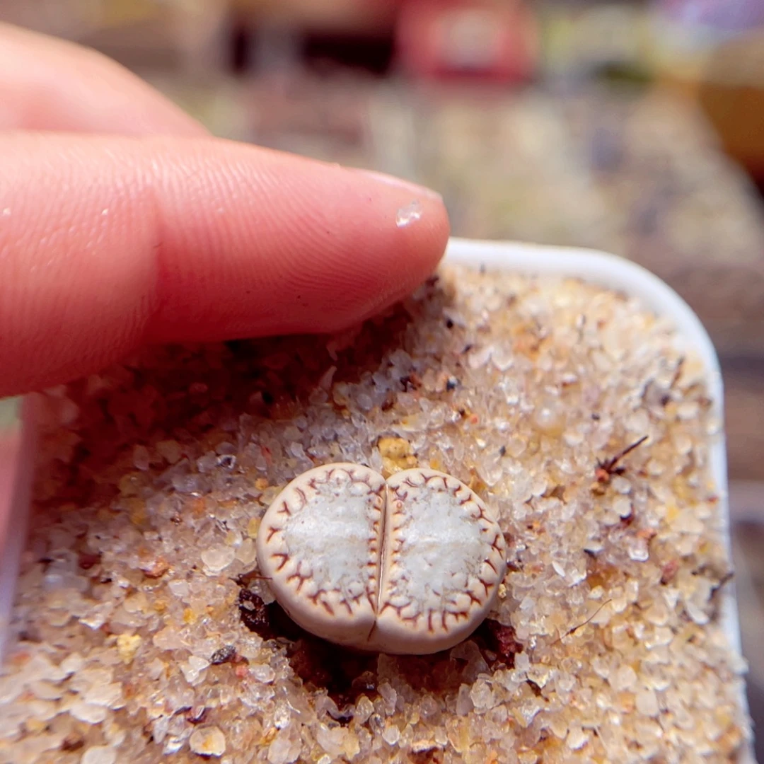 44号带盆盆包邮发货