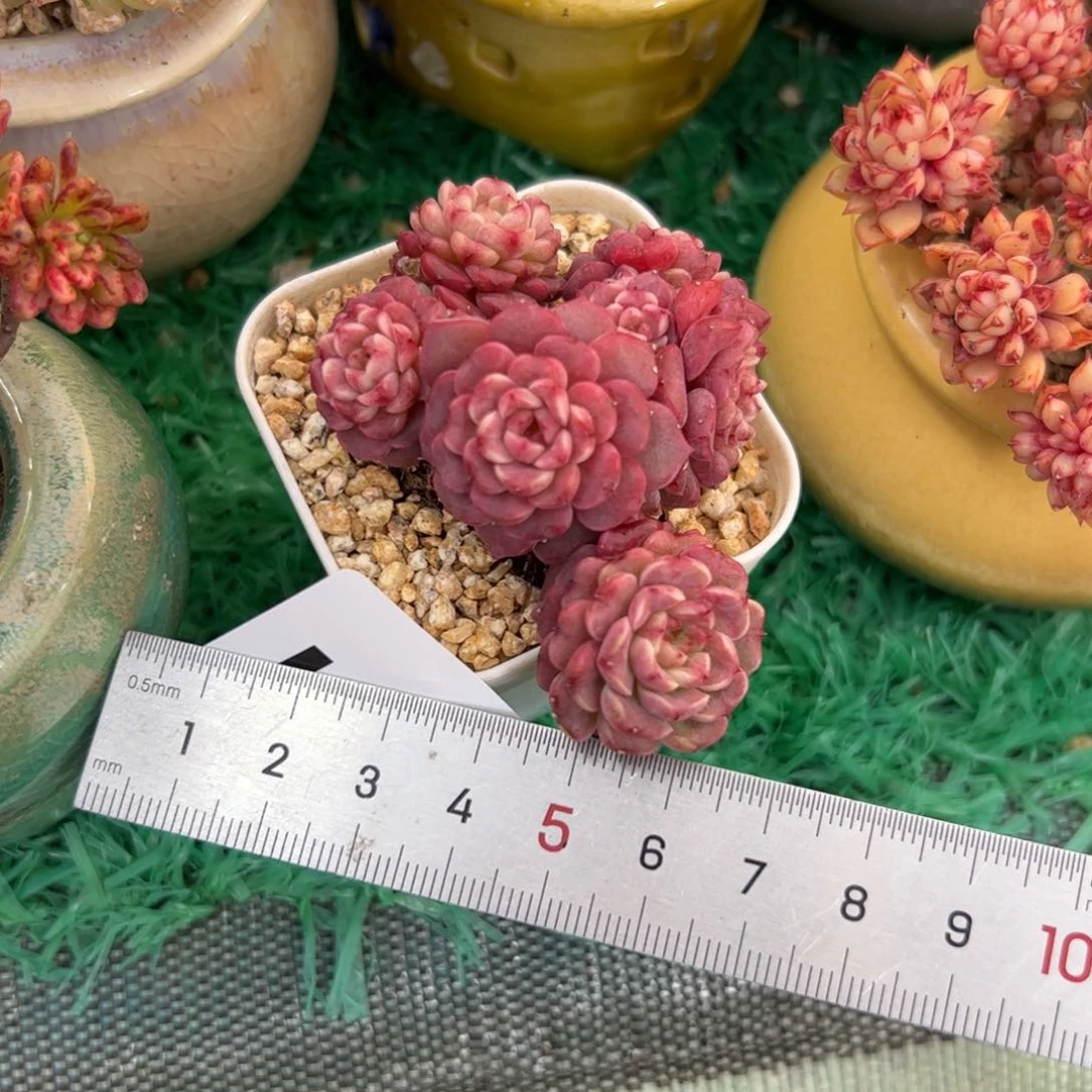 小*341 多肉植物组合盆栽