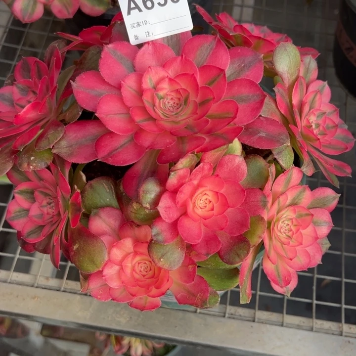 650荔枝20厘米左右