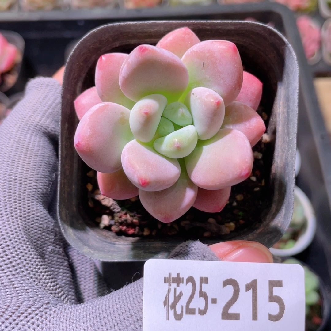 花利美25-215洛神