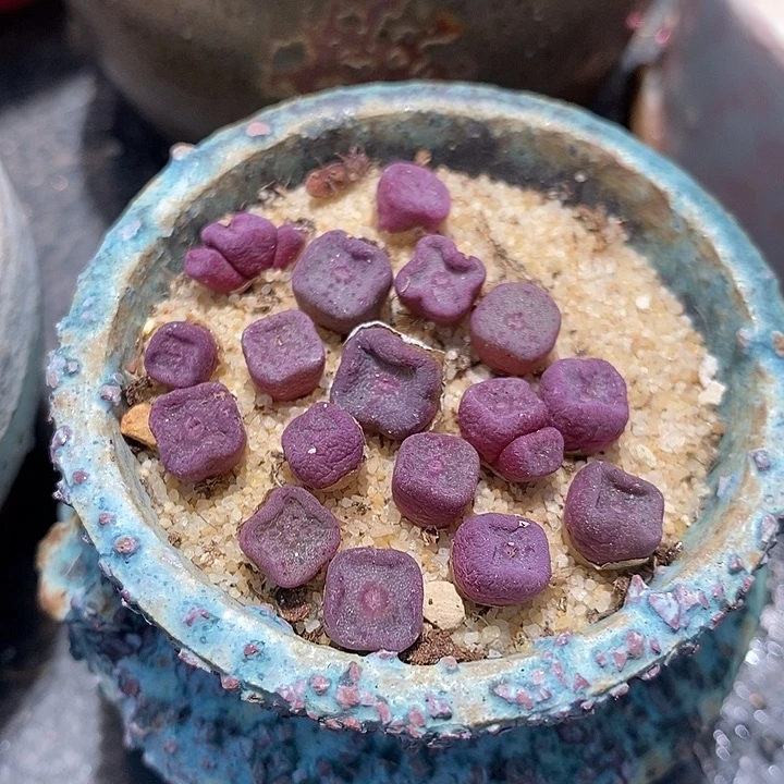 单头紫方碗一颗。