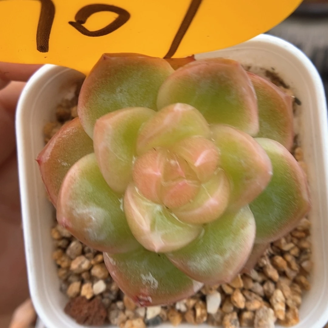 糖心珍妮可拍707号。