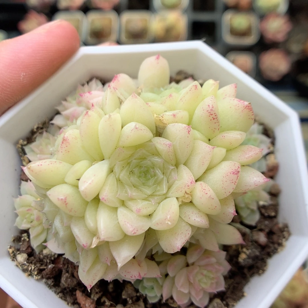 X64 ，20包邮两天凑单偏远不发货