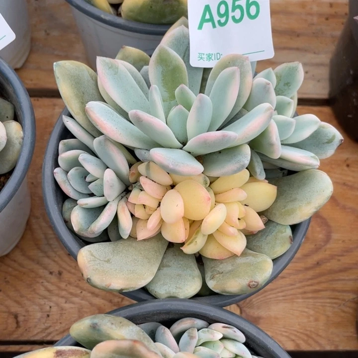 哈哈哈哈哈哈哈哈哈956