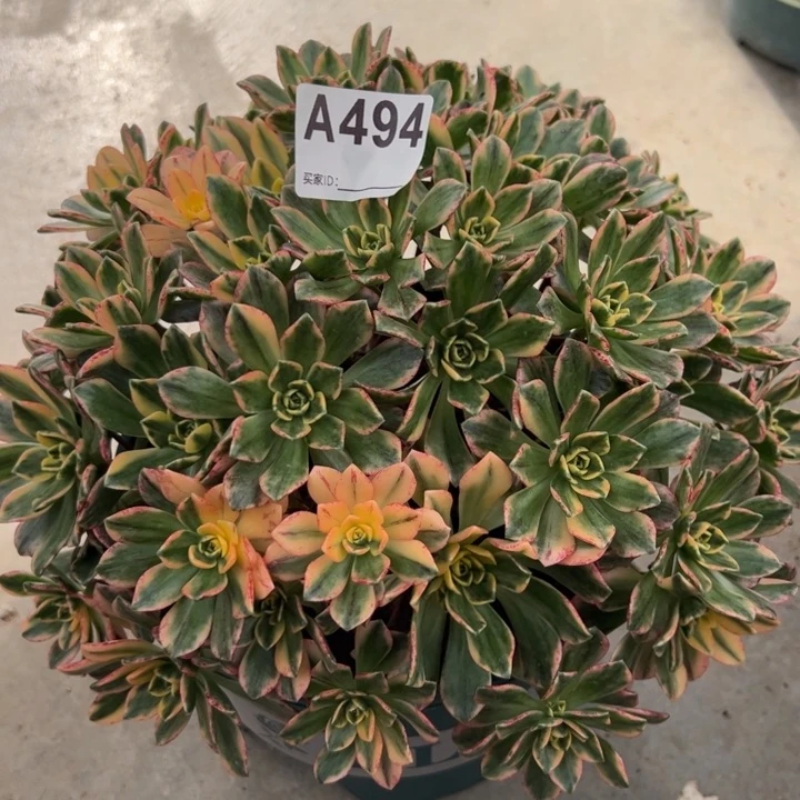 494甜茶22厘米左右