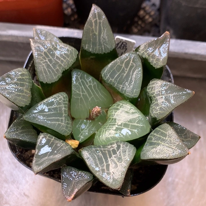 倔川巨大克一物一拍