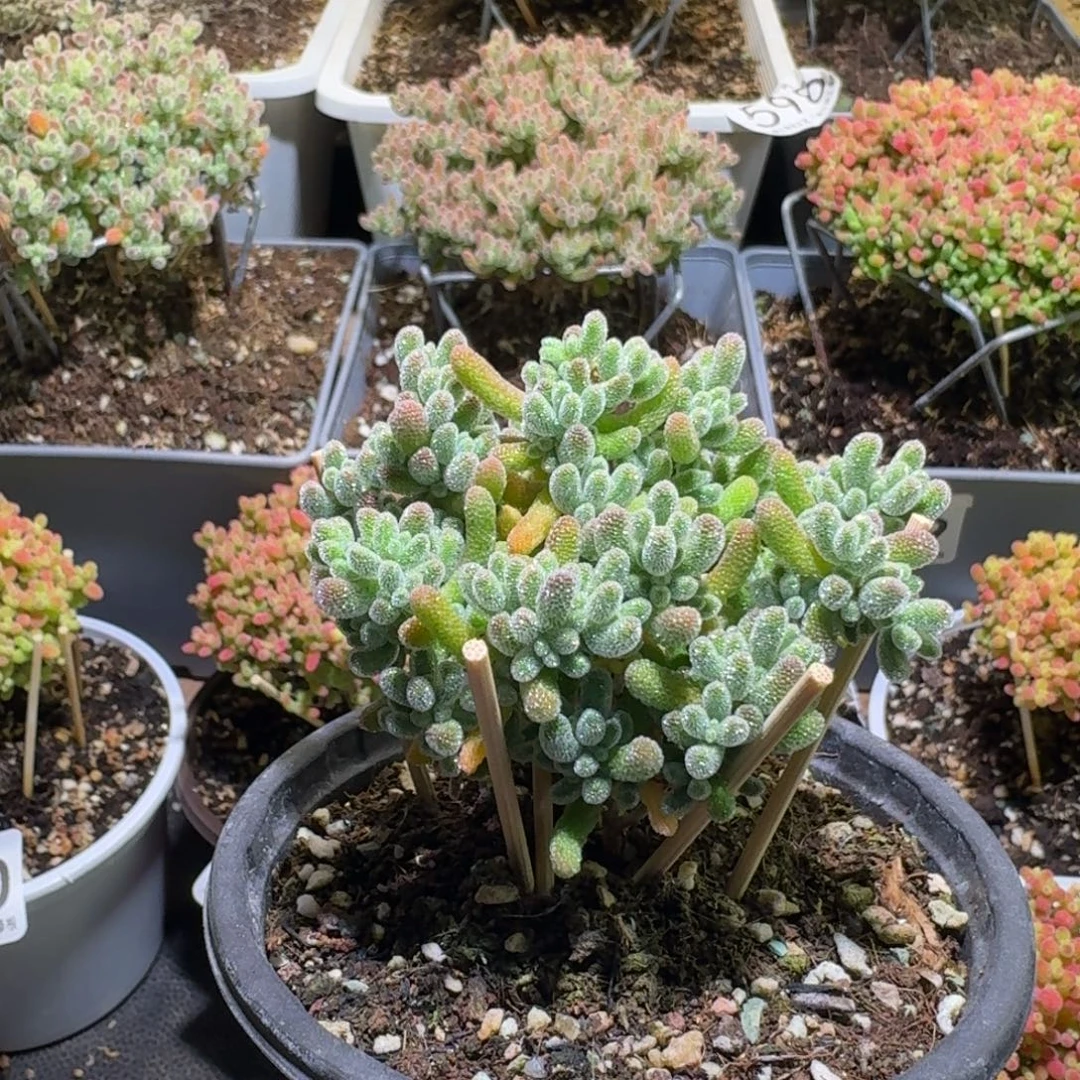 枝干番杏五彩冰晶960