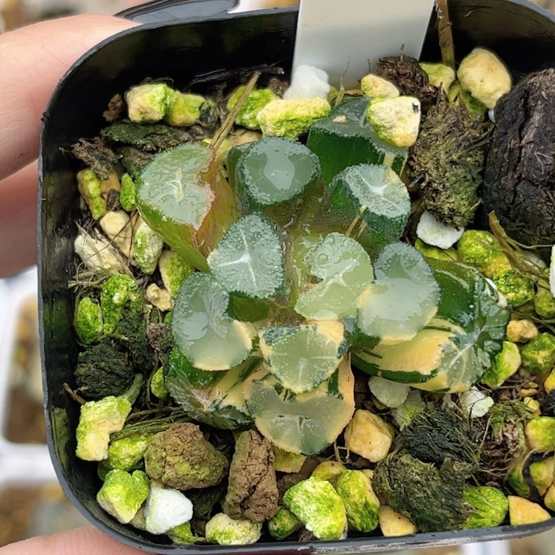 30缀化玉龙万象锦福利专场