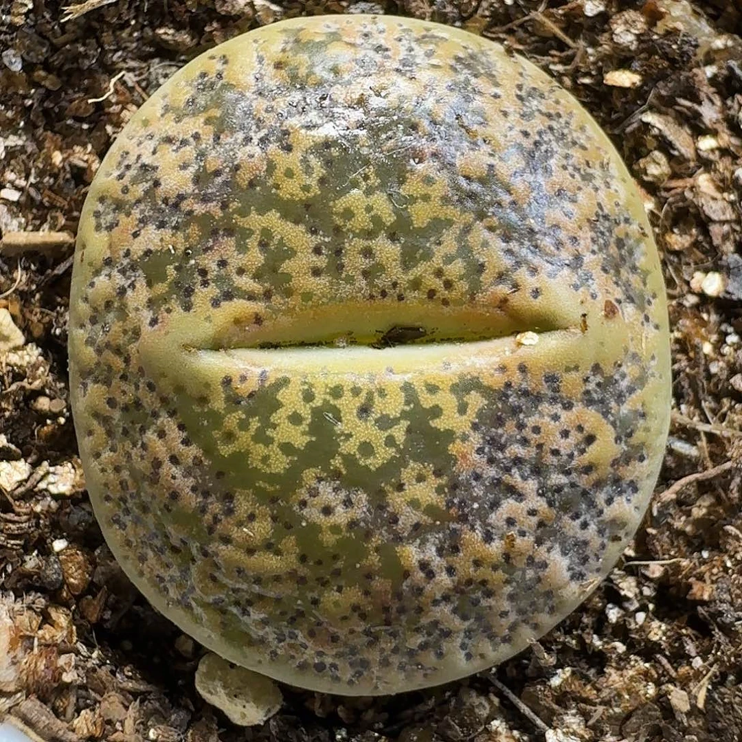 生石花111111。   113