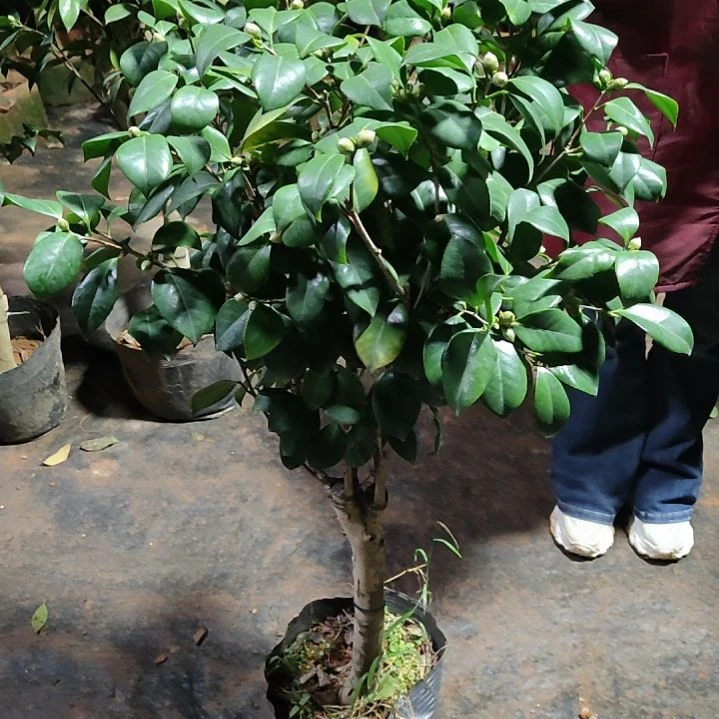 全部花苞拿破仑不包邮