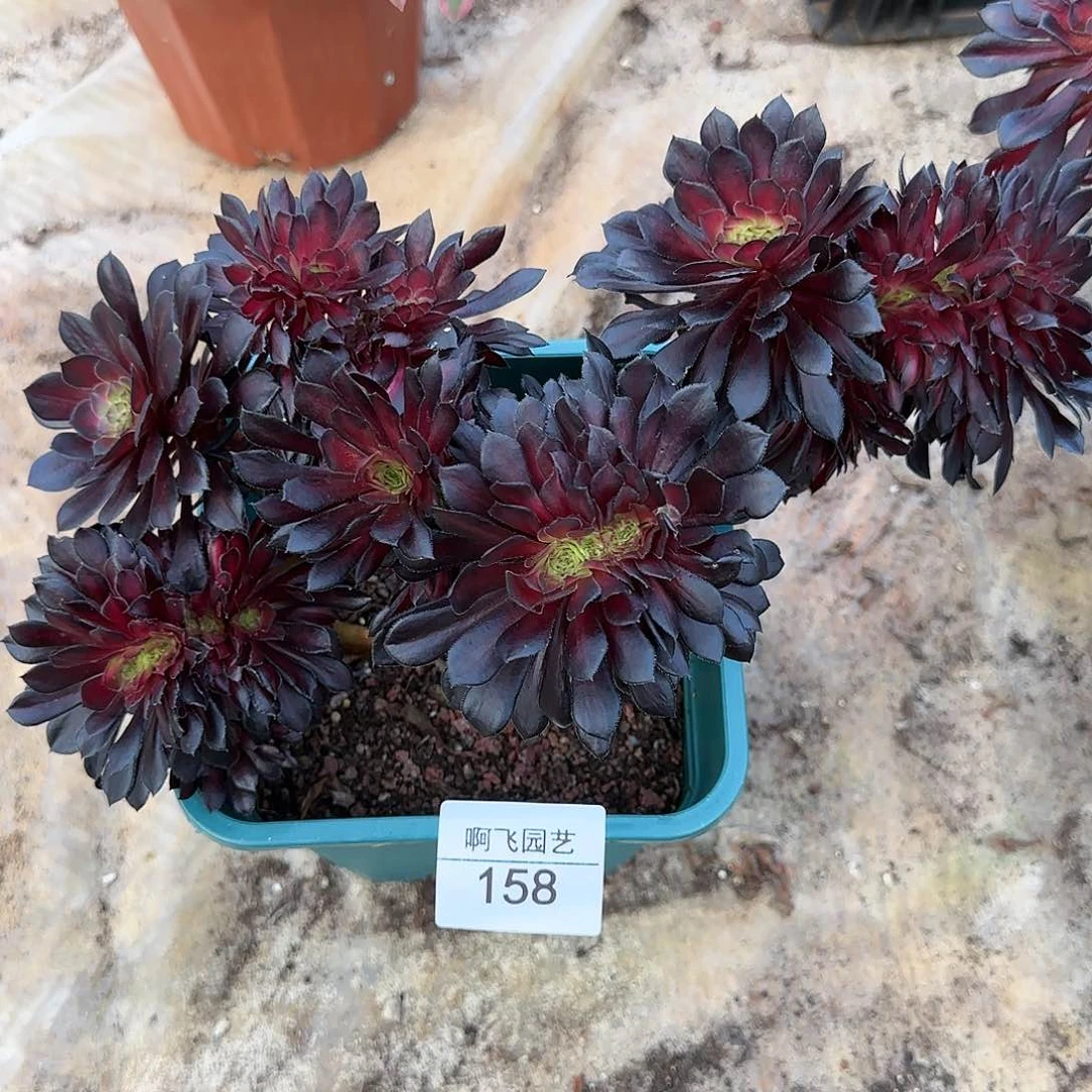 淡****8158多肉 墨颜缀