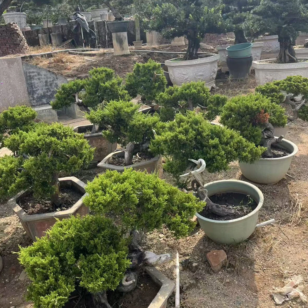 原生真柏盆景一物一拍