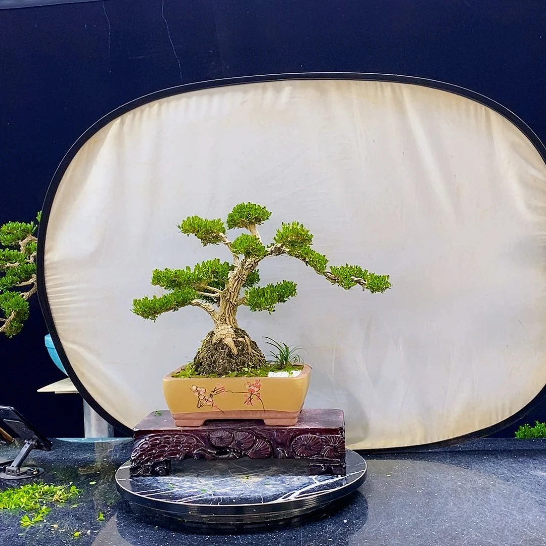 无花朵黄杨盆景造型