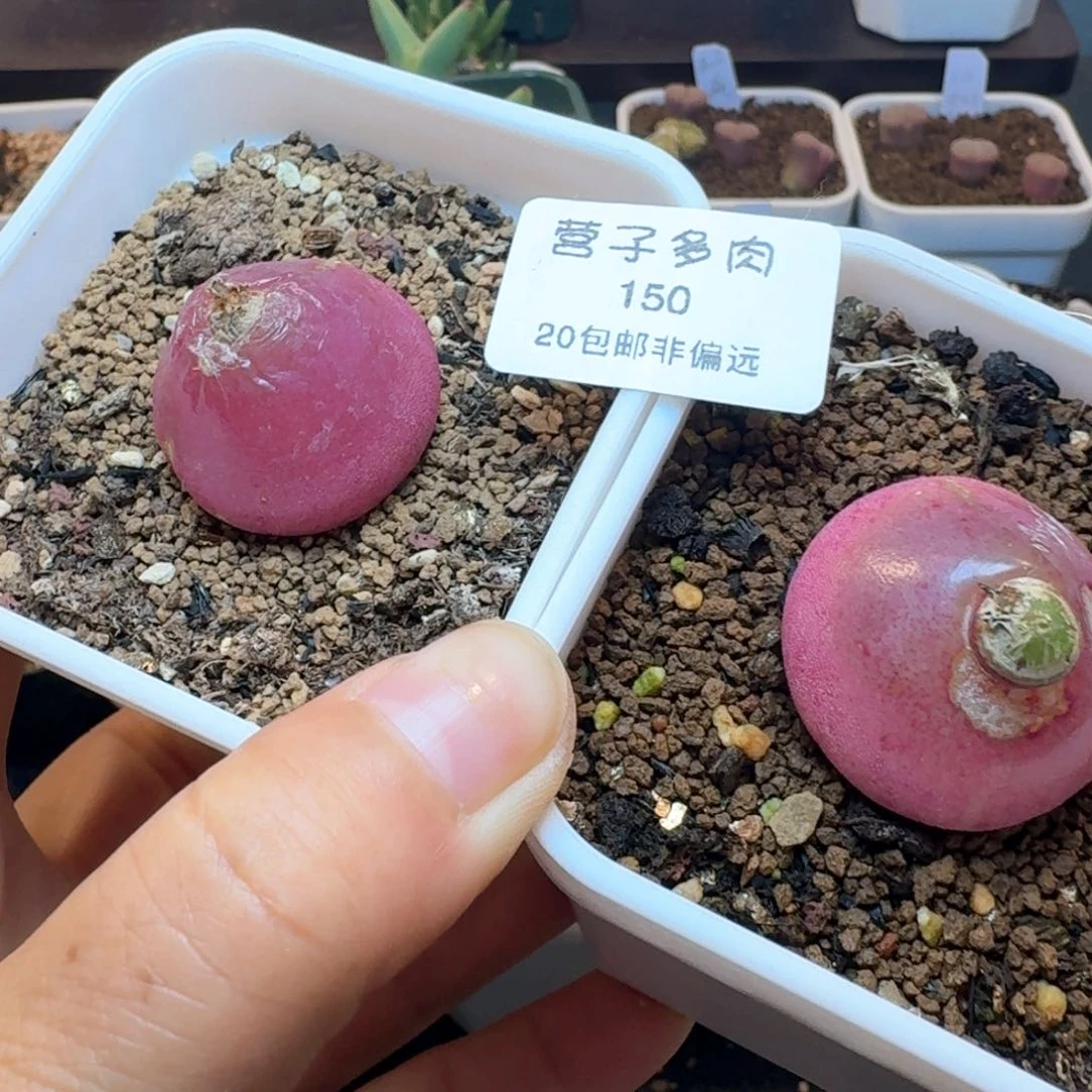 K150带盆土发货灯泡尺寸2.8左右有瑕疵