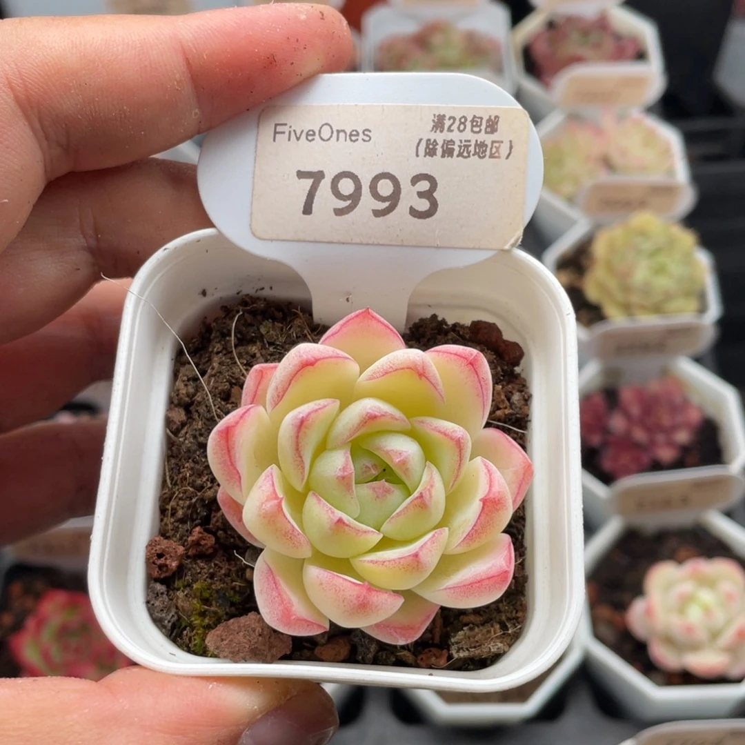 女王7993-4.5厘米