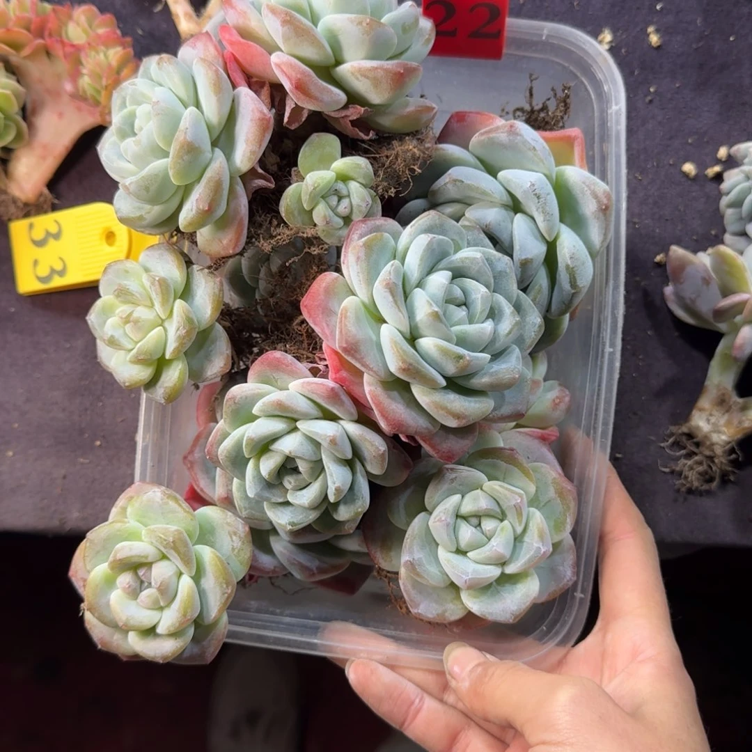 多肉杂不售后22号