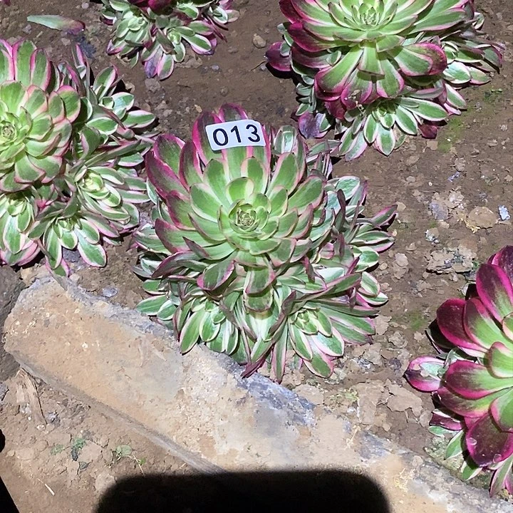 多肉植物法师13云和