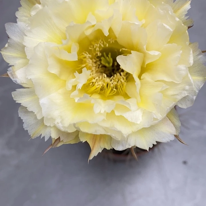 彩草黄牡丹8-9公分左右