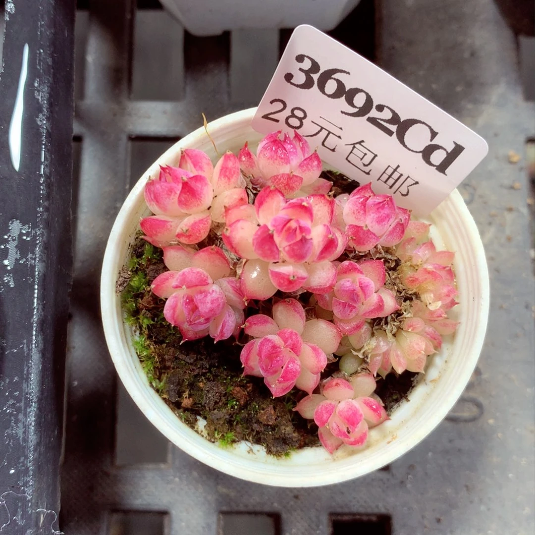 5厘米盆精控多肉3692