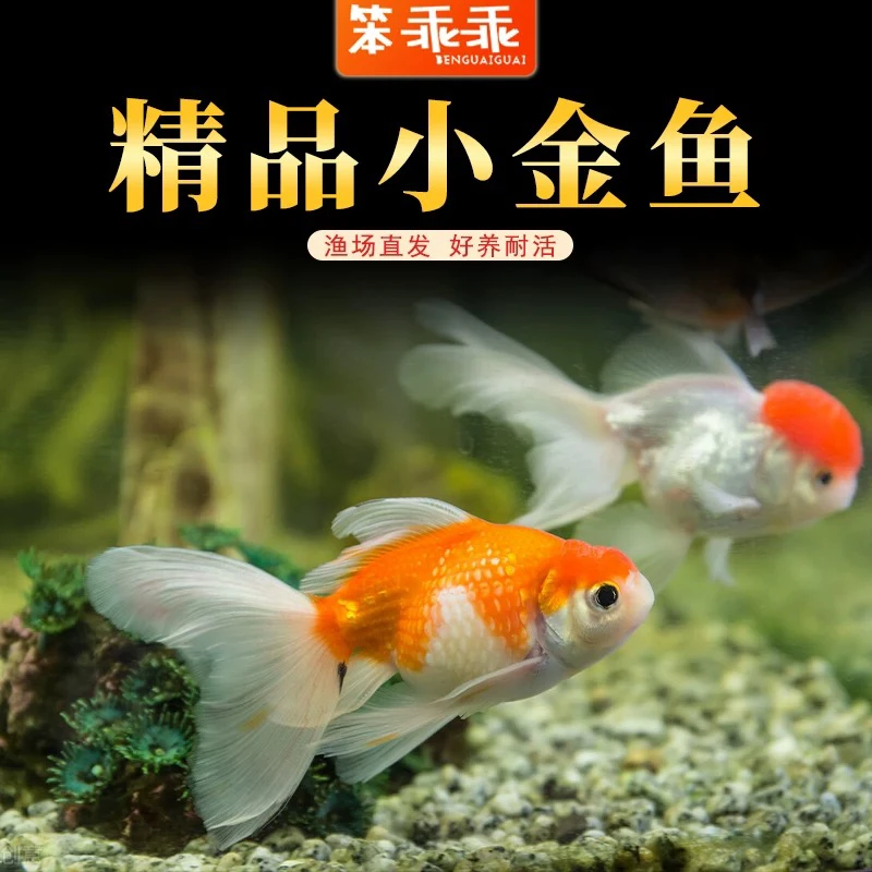 【金鱼】21条优选精品 冷水观赏鱼 包邮费 4-6公分 不指定颜色
