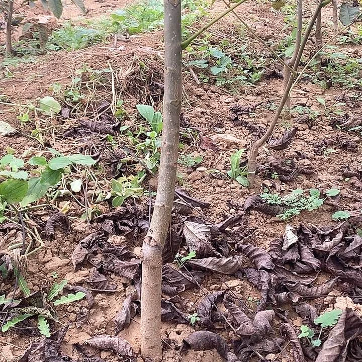 完全开放白狮子核桃树两年苗