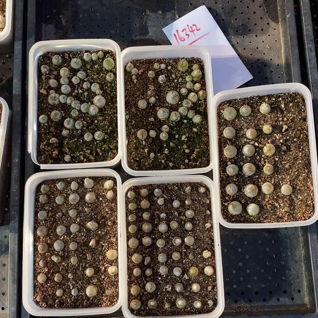 16342。 带土发。        一组。