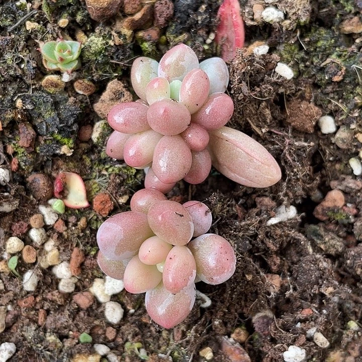 汤圆多肉植物 一物一拍