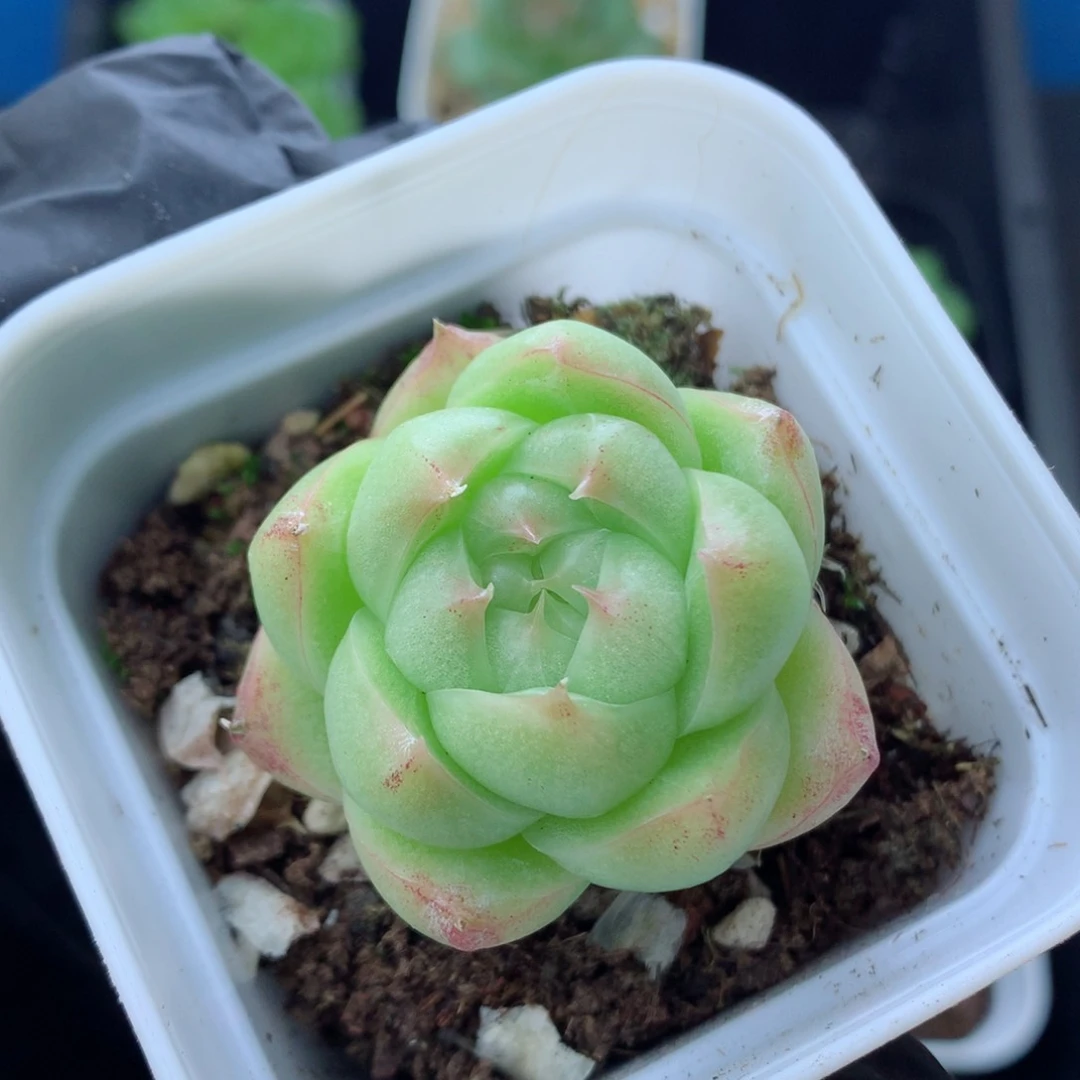 58包邮  群生不包整麦秆51
