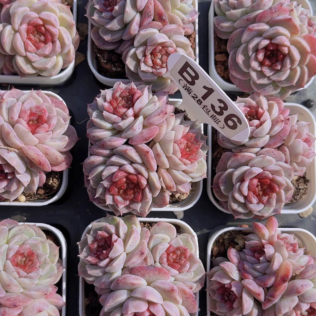 B136天鹅绒一物一拍