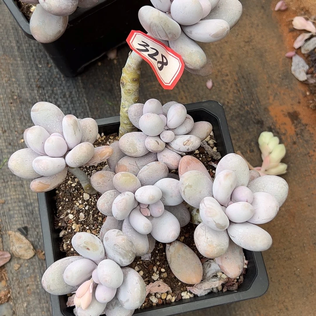 328号奶酪，一物一拍