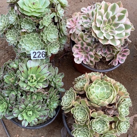 226四颗法师多肉植物