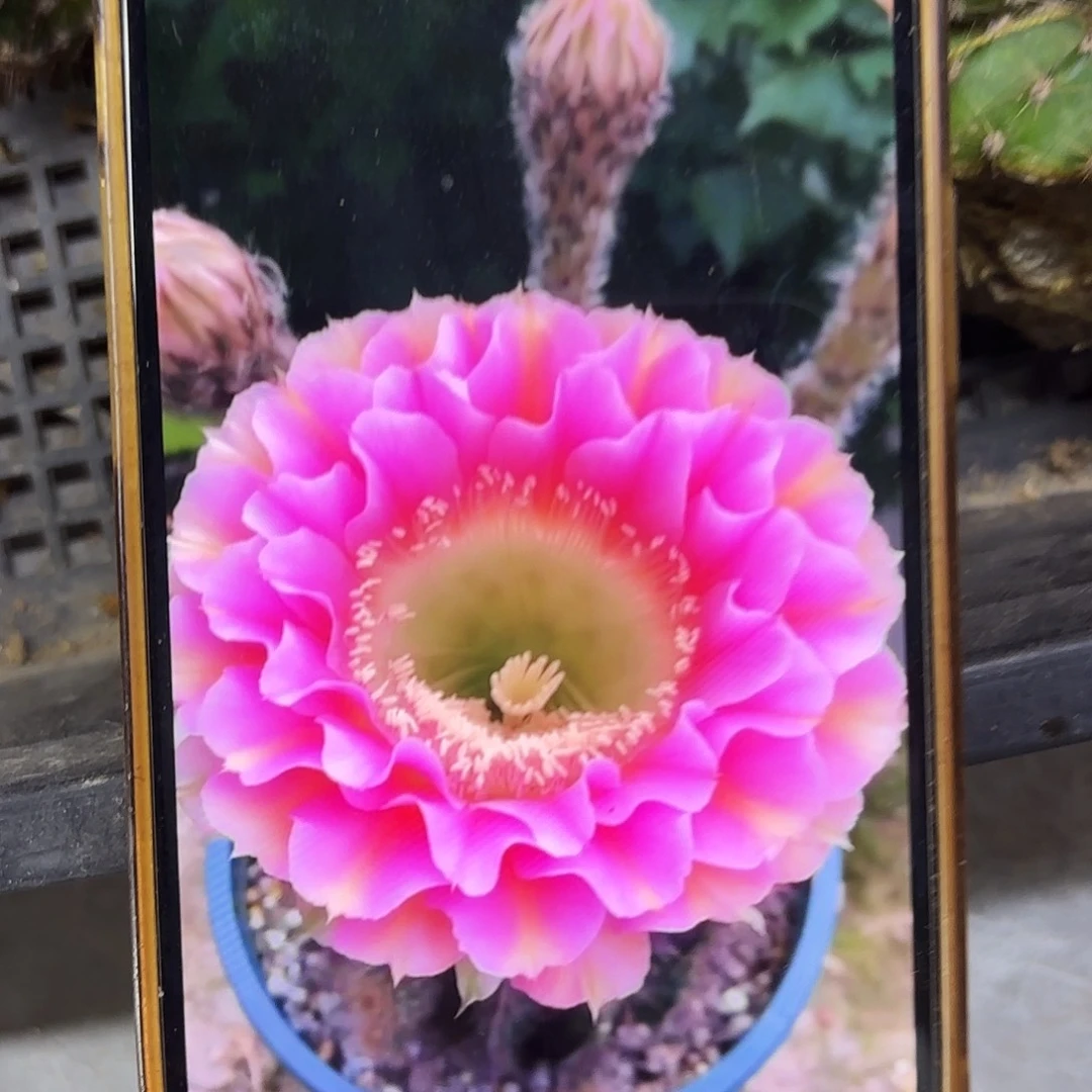 彼岸彩侧牙20包邮22