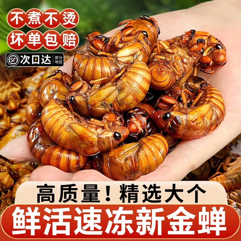 新鲜知了猴2025批发活体速冻金蝉知了鲜活蚕蝉蛹爬叉猴结了龟油炸