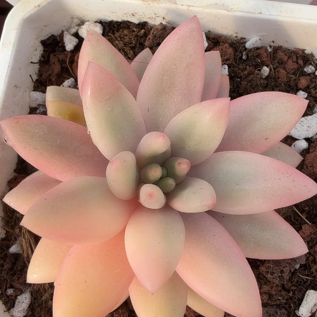 蜜桃啵啵锦，头盖无根