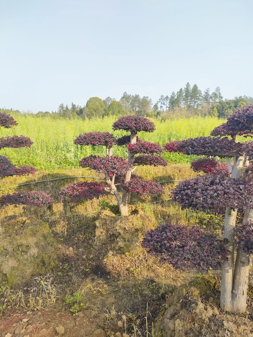 红花继木VIP定金专用