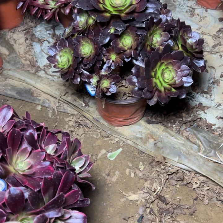 多肉植物黑魔法师11