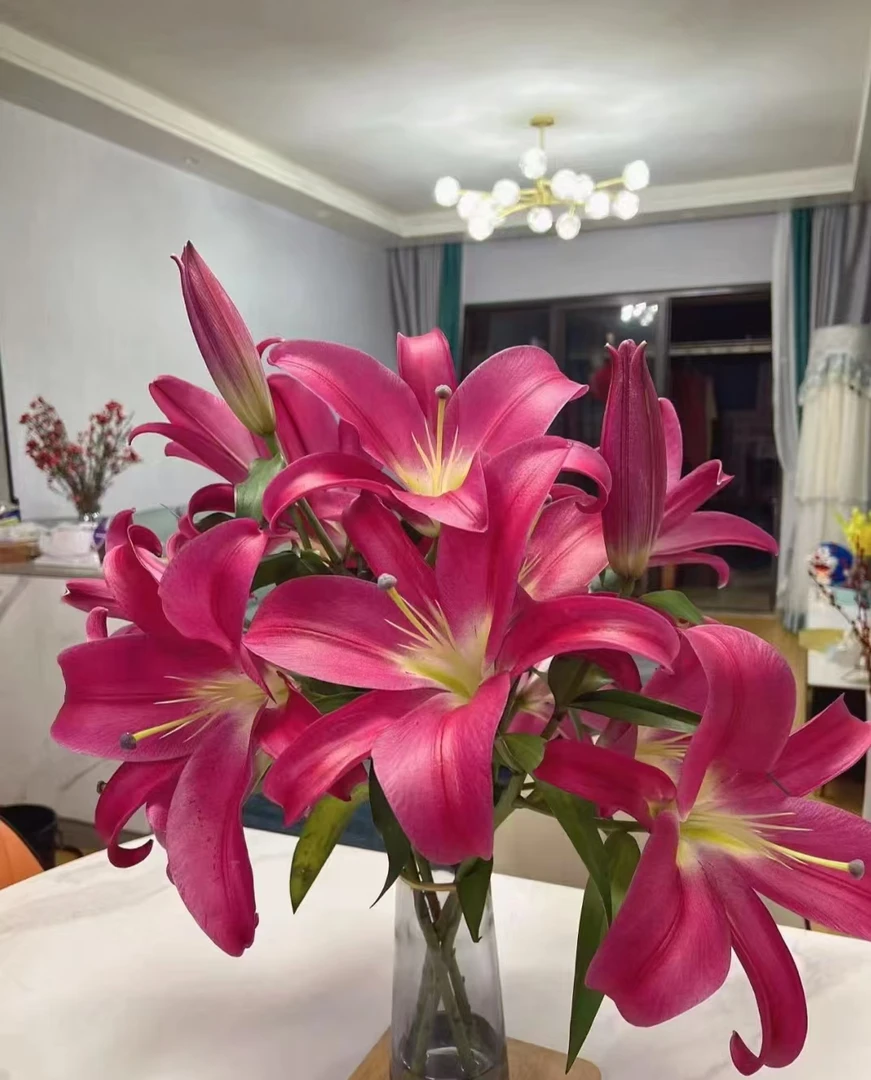 【一单包邮】中国红香水百合 【两单升级京东或顺丰】云南基地