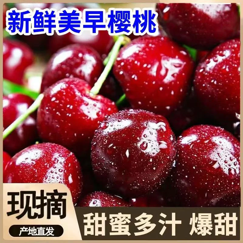 【顺丰发货】现摘美早大樱桃山东新鲜水果孕妇水果