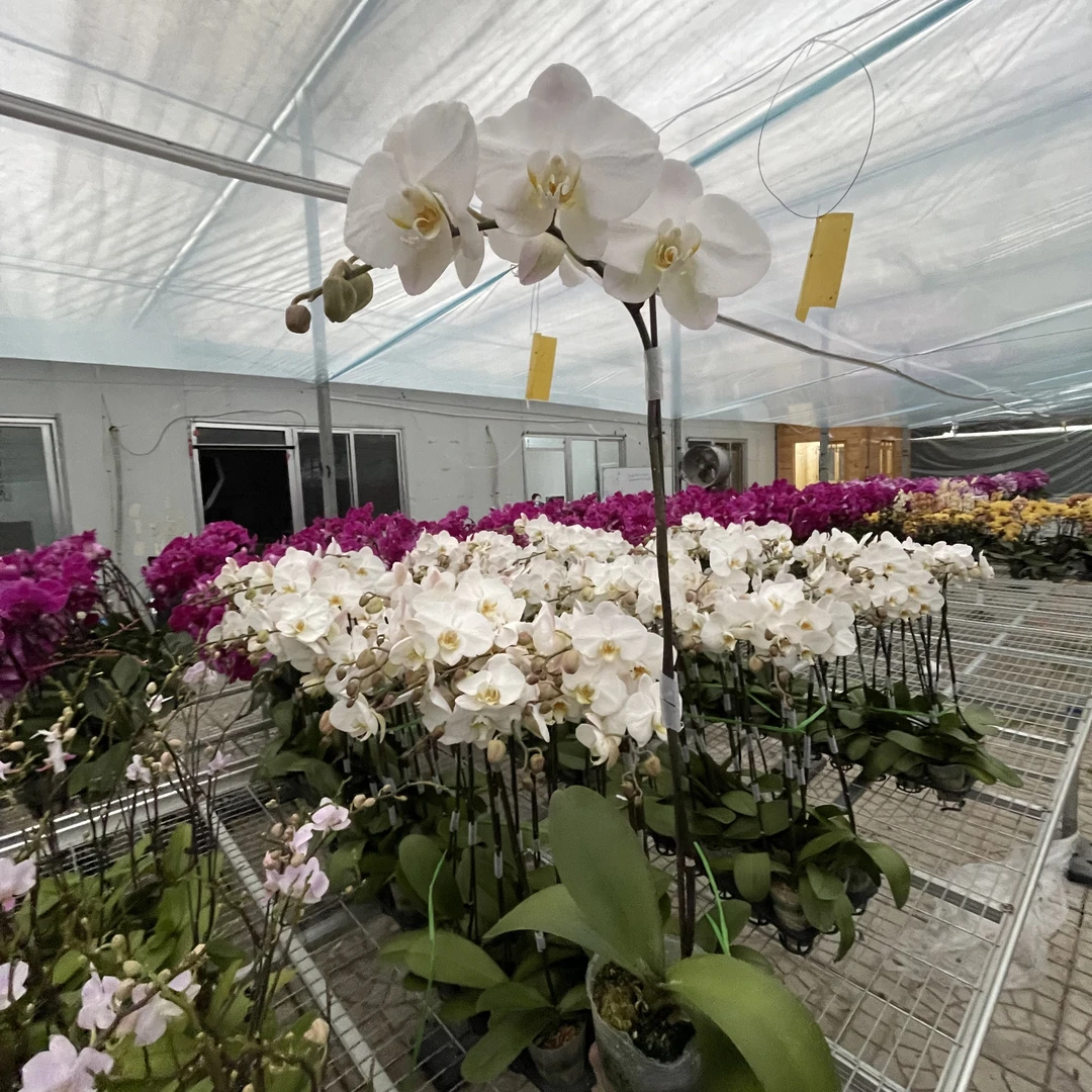 【花之漫】（大白）两颗3.0寸杯单剑蝴蝶兰花卉室内阳台桌面盆栽