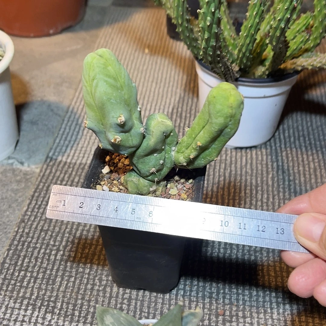 程程柱仙人球一物一拍