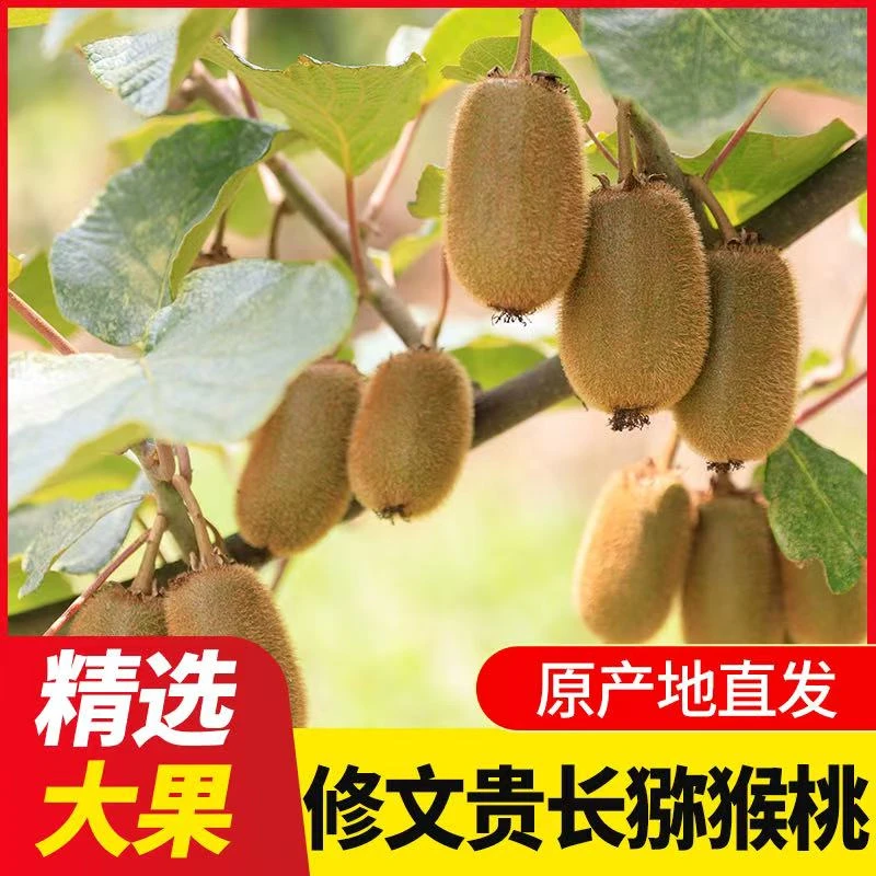 【小果2】贵州修文贵长猕猴桃新鲜当季水果大果爆甜纯天然