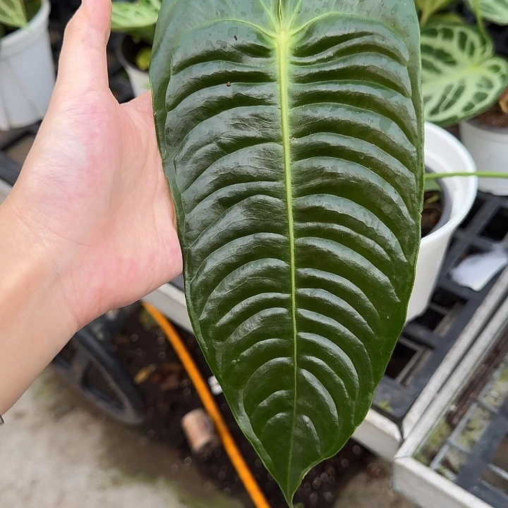 完全开放一物一拍P05