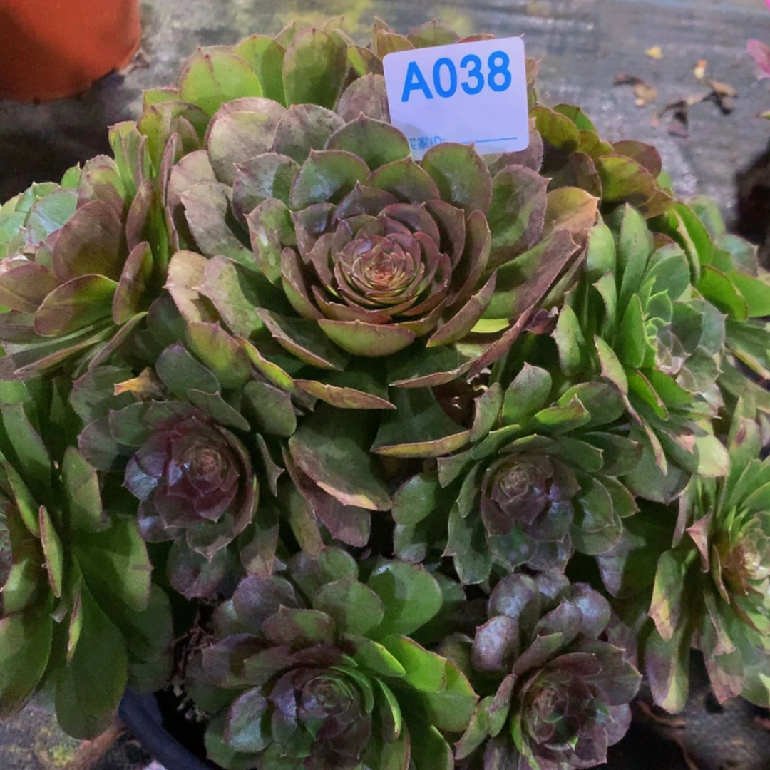 【闪购商品】忠*38花月夜多肉