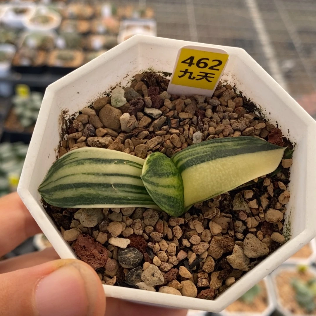 462号卧牛锦多肉植物