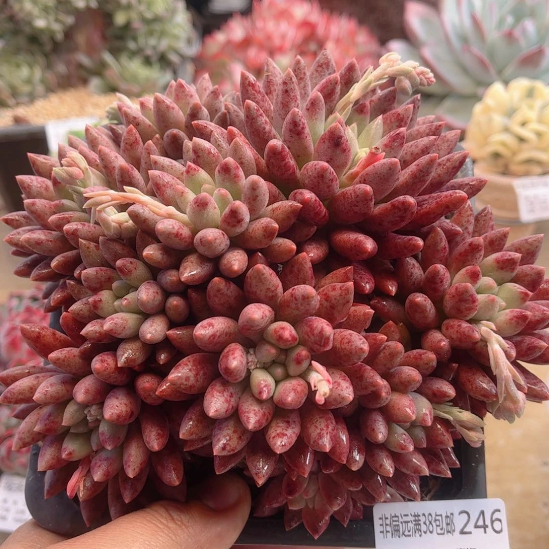 246胖体水晶球德华多肉