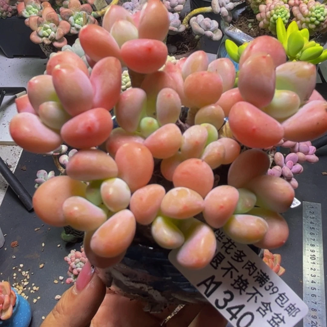 香水洛神340/7cm多肉